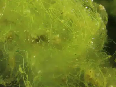 A detailed close-up image of tangled blanketweed strands floating in a pond, showcasing its fibrous, string-like appearance.