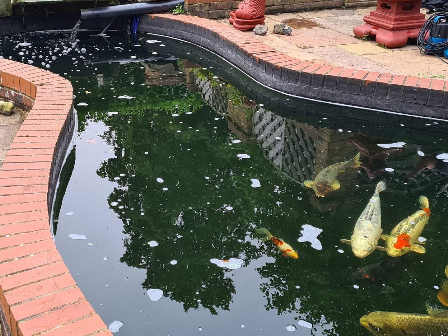 Established garden koi pond creating a peaceful outdoor focal point