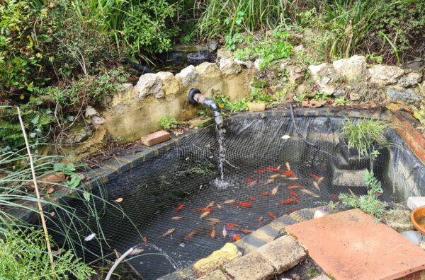 Pond Clean - Whitstable, Kent