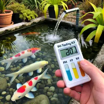 Using a pH testing kit to monitor water quality in a koi pond, ensuring pH levels stay between 7.0 and 8.0.