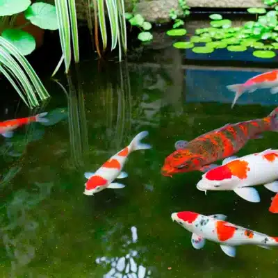 Koi fish swimming near the surface of a clear pond, showcasing their colorful scales.