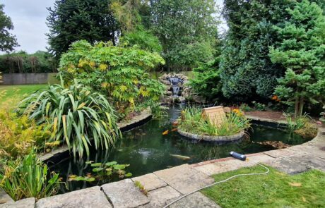 Large and Beautiful Koi Pond Recently Fibreglassed by That Pond Guy – Now Mature and Stunning A large and beautifully matured koi pond recently fibreglassed by That Pond Guy, now looking stunning with crystal-clear water and thriving koi.