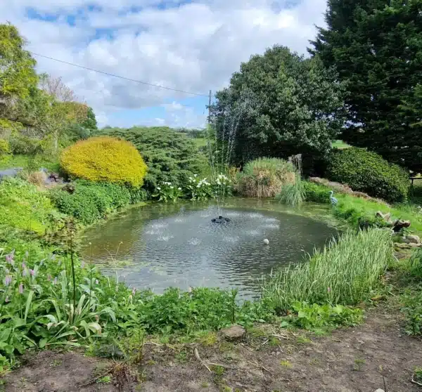 Pond after professional cleaning with clear water in Dartford Kent