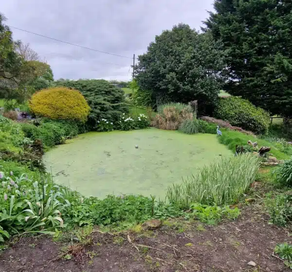 Pond before professional cleaning with algae and debris in Dartford Kent