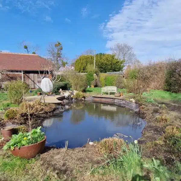 Clean pond after professional pond cleaning with clear water in Kent