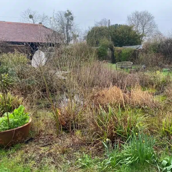 Overgrown pond before cleaning with debris and cloudy water in Kent