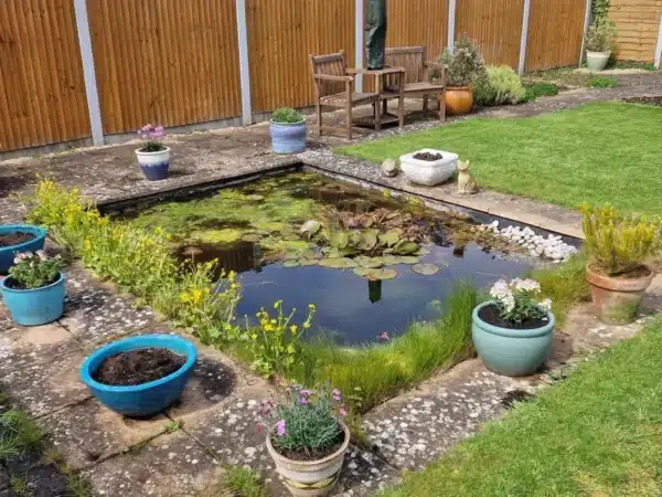 Neglected pond before deep cleaning with heavy sludge in Kent