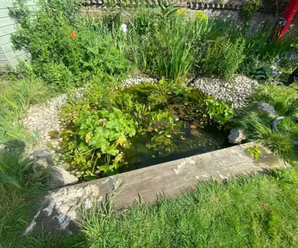 Pond before professional cleaning showing algae sludge and murky water in Surrey