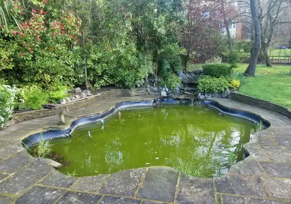 Overgrown pond before cleaning with debris and cloudy water in East Sussex