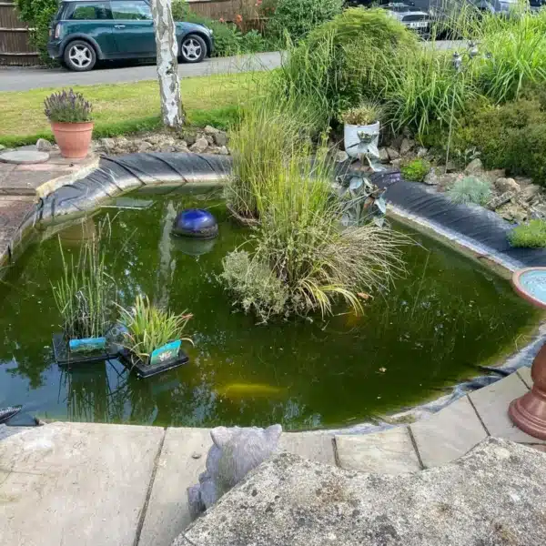 Pond before professional cleaning with algae and murky water in Faversham, Kent