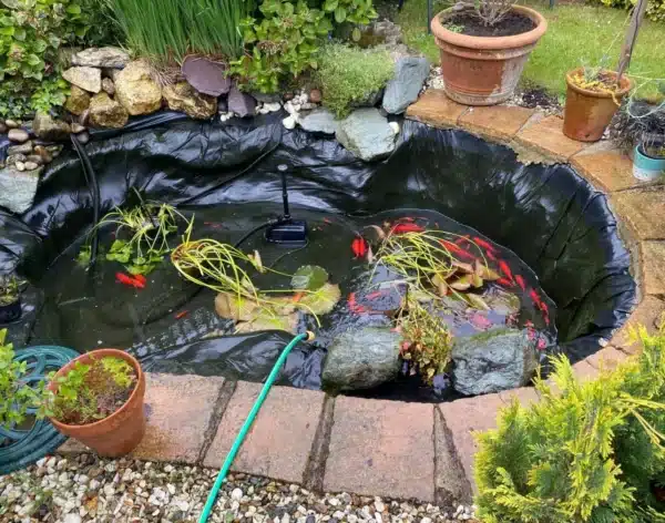Pond after professional cleaning with clear water and healthy fish in Canterbury, Kent