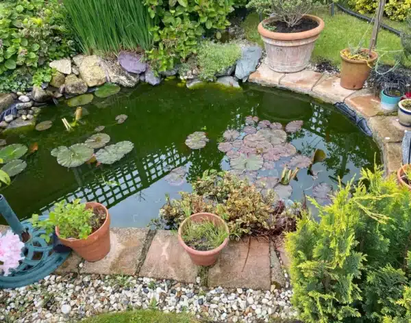 Pond before professional cleaning showing algae and murky water in Canterbury, Kent