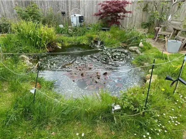 Neglected pond before deep cleaning with heavy sludge in Surrey