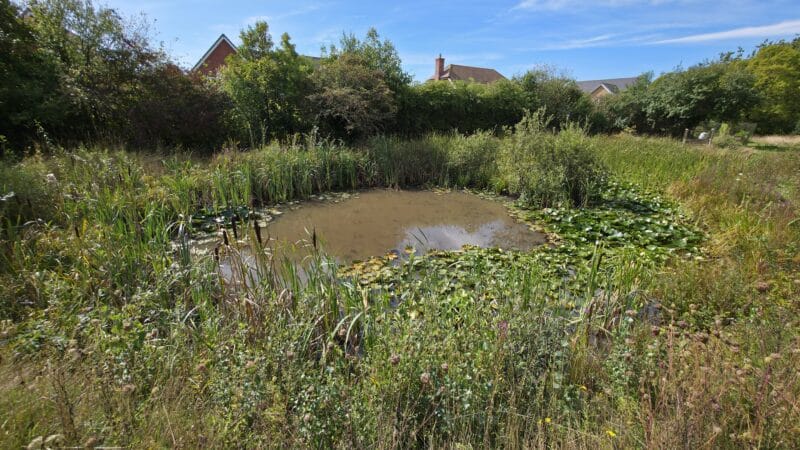 Large pond before professional maintenance and plant control
