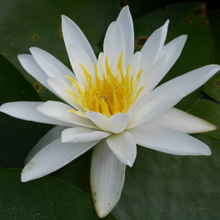 Alba Waterlily Nymphaea alba displaying a classic white flower with bright golden yellow stamens amongst broad green lily pads