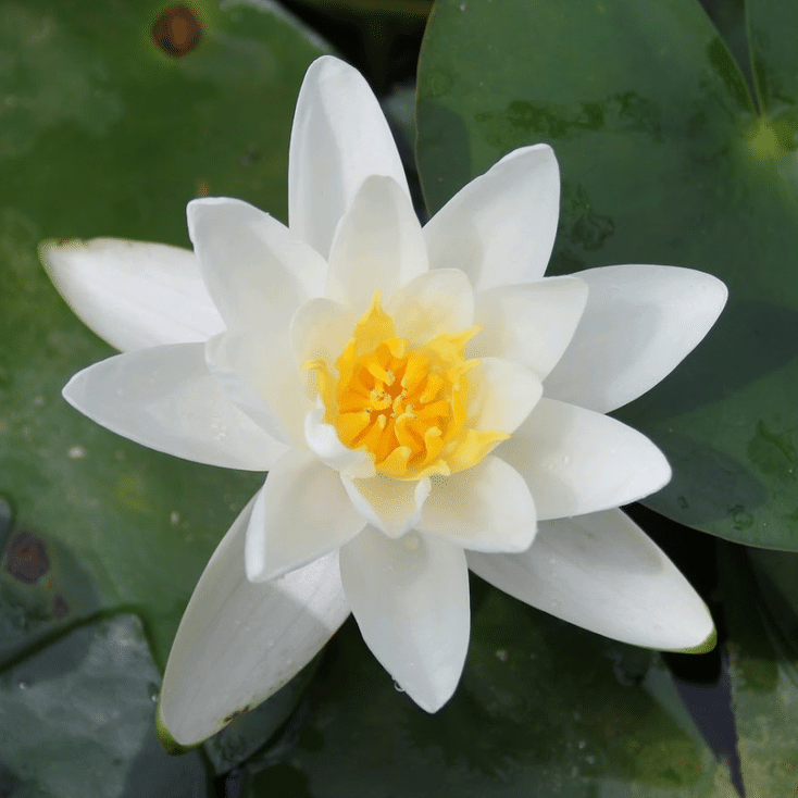 Albatross Waterlily Nymphaea Albatross displaying a pure white flower with a golden yellow centre amongst green lily pads