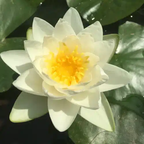 Albatross waterlily with white flower and yellow centre floating on pond