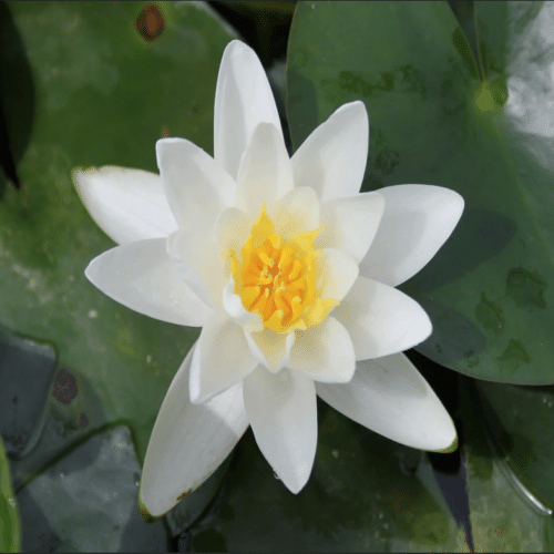 Albatross waterlily with green floating leaves and white bloom in garden pond