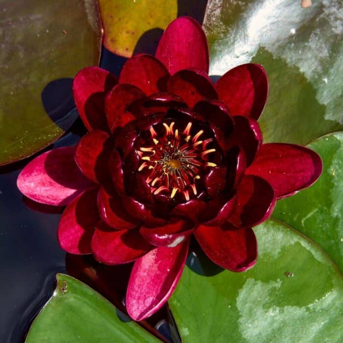 Almost Black Waterlily (Nymphaea ‘Almost Black’) - That Pond Guy