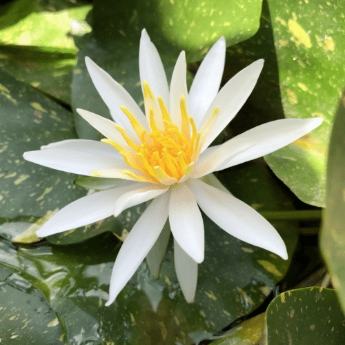 Arc En Ciel Multicoloured lily pads with pale pink waterlily flower in garden pond