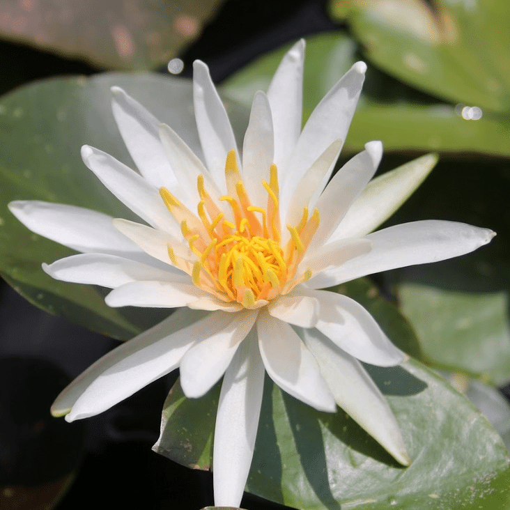 Arc En Ciel Waterlily Nymphaea Arc En Ciel with elegant white petals, golden yellow centre and distinctive mottled lily pads