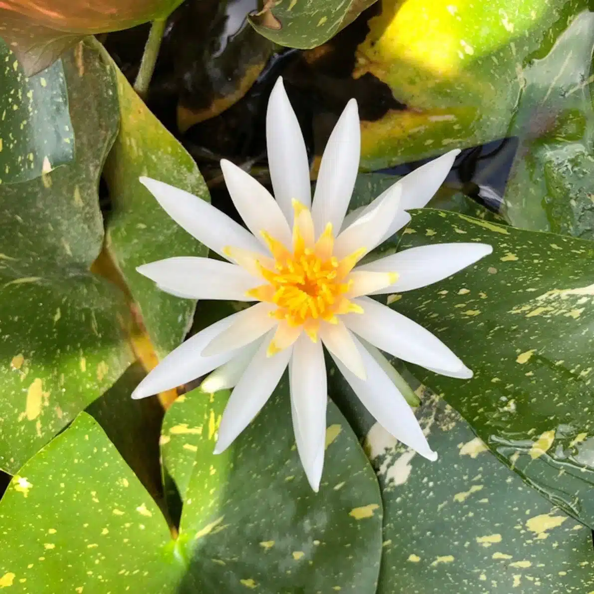 Arc En Ciel waterlily with variegated lily pads and pale pink flower