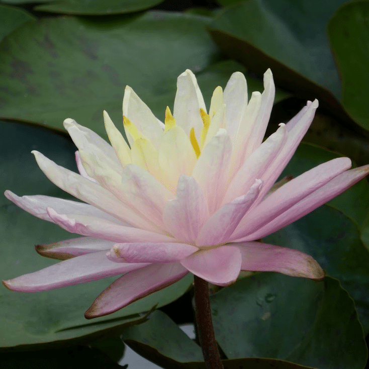 Barbara Dobbins Waterlily Nymphaea Barbara Dobbins displaying a delicate pale pink flower with creamy yellow central petals above green lily pads