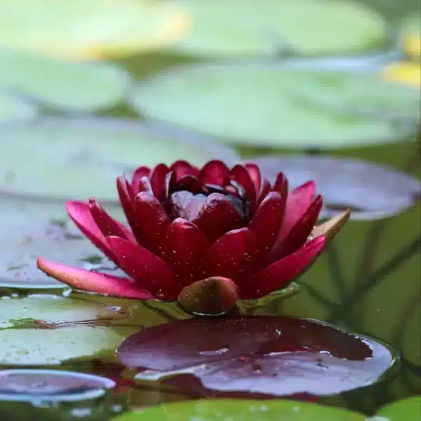 Deep crimson Black Princess water lily flower on the pond surface