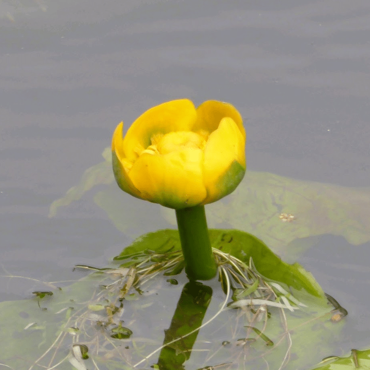 Brandy Bottle Nuphar lutea native deep water pond plant with yellow flower and floating green leaves