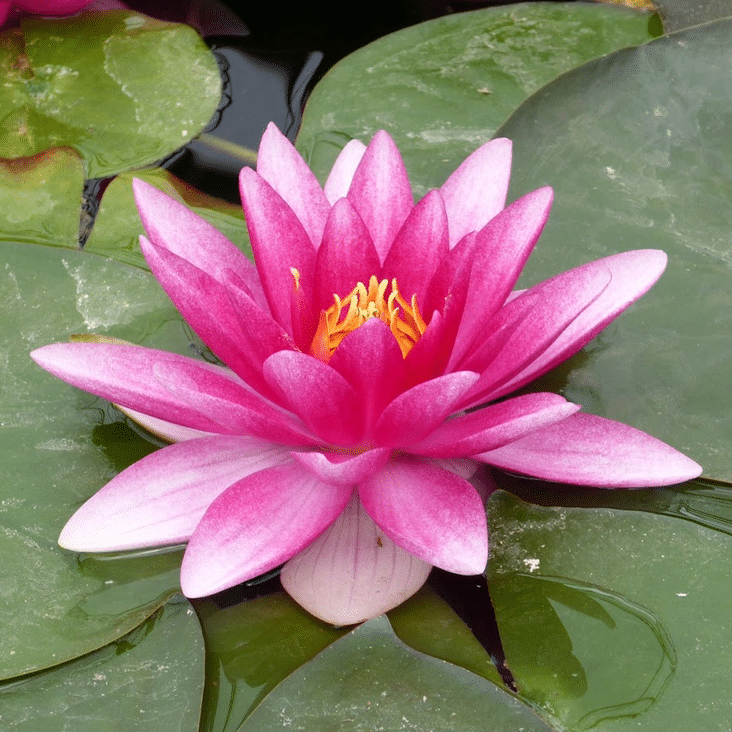 Charles de Meurville Waterlily Nymphaea Charles de Meurville displaying a rich deep pink flower with golden yellow stamens amongst green lily pads