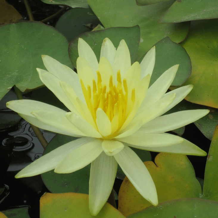 Colonel A J Welch Waterlily Nymphaea Colonel A J Welch displaying a pale lemon yellow flower surrounded by green floating lily pads