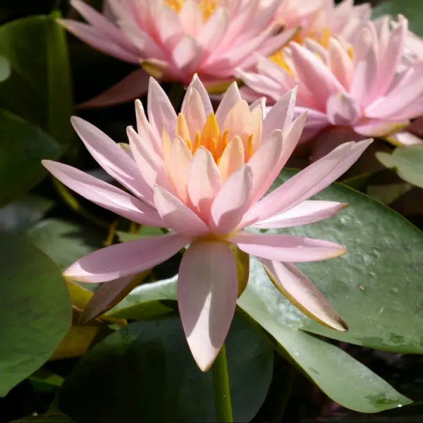 Peach pink Colorado water lily flower above green leaves