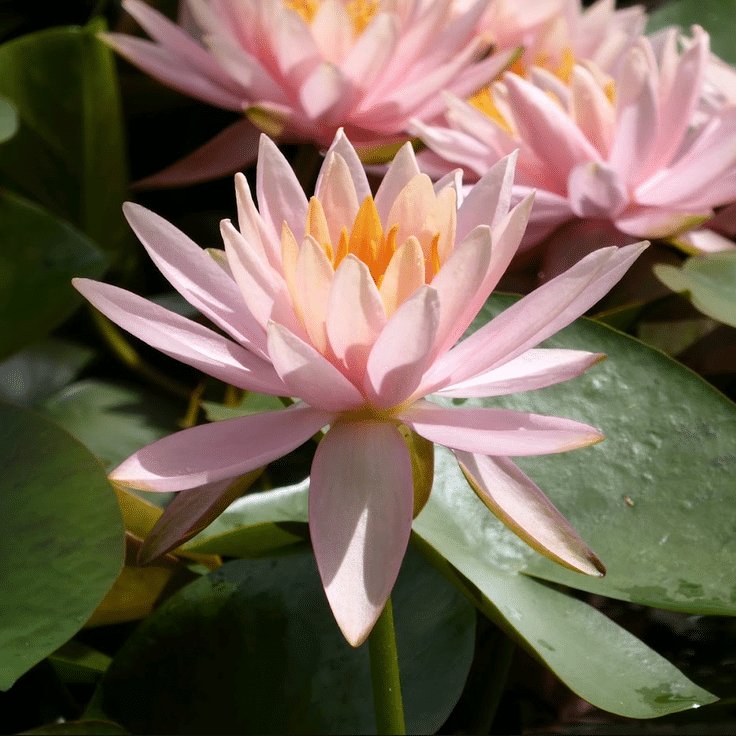 Colorado Waterlily Nymphaea Colorado displaying a delicate peach pink flower with golden yellow stamens above green lily pads