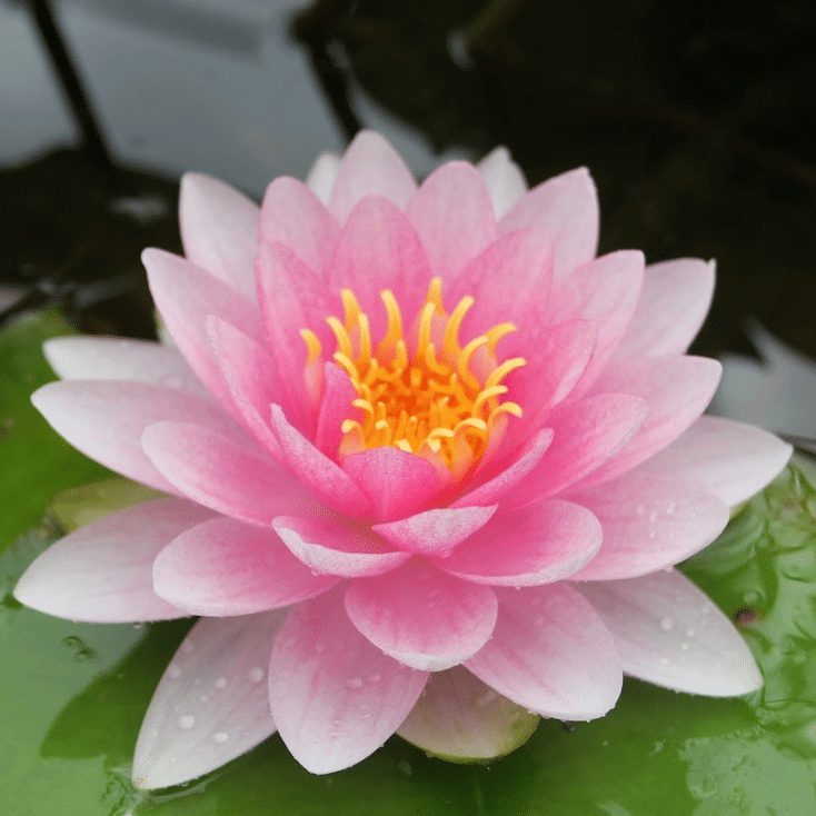 Darwin Waterlily Nymphaea Darwin showing a full pink flower with golden stamens and water droplets on surrounding green lily pads