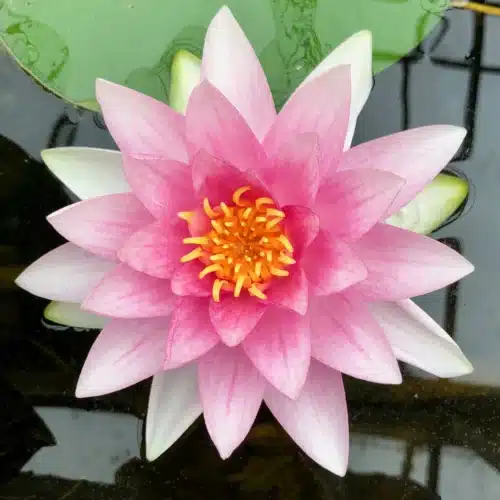 Darwin Waterlily with large pink double bloom floating on pond surface