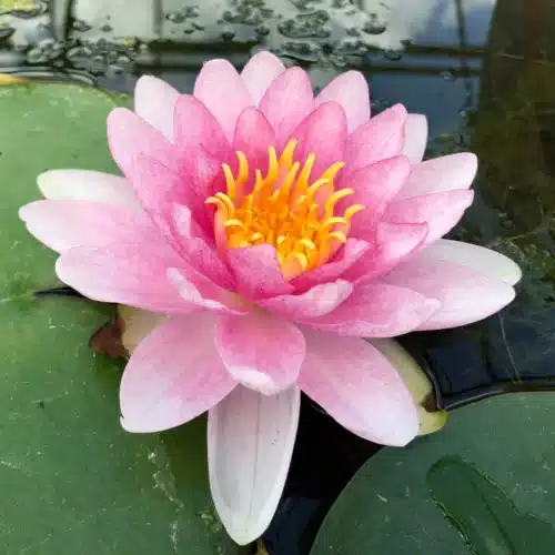 Darwin waterlily with large green floating leaves covering pond surface