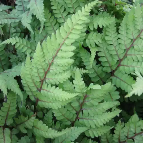 Eared Lady Fern Athyrium otophorum var okanum with yellow green fronds and purple stems growing beside pond