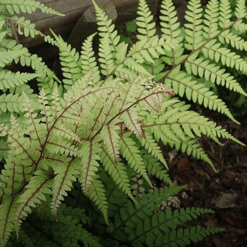 Close up of Athyrium otophorum var okanum fern showing delicate yellow green fronds with purple stems in shaded garden