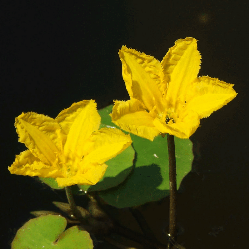 Fringed Water Lily Nymphoides peltata with yellow fringed flowers growing above floating leaves in garden pond