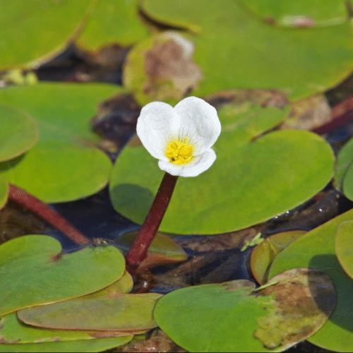 Frogbit Hydrocharis morsus ranae floating on pond surface with small white flowers and round leaves