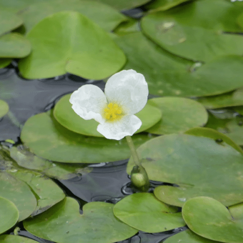 Hydrocharis morsus ranae frogbit forming floating cover on pond providing shade and habitat