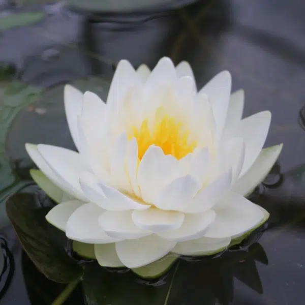 Double white Gonnere water lily flower with a yellow centre