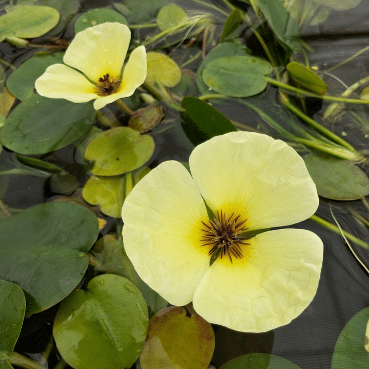 Water Poppy Hydrocleys nymphoides with pale yellow flowers and floating green leaves on a garden pond
