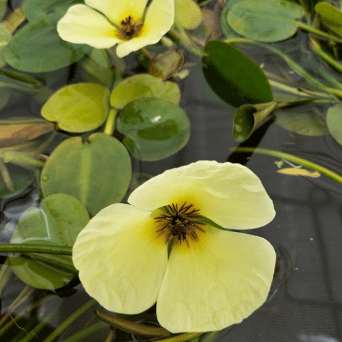 Hydrocleys nymphoides Water Poppy floating pond plant with yellow flower and rounded green leaves