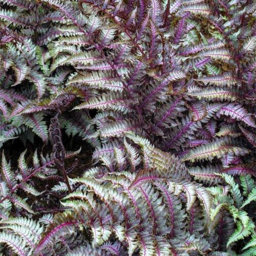 Japanese Painted Fern Athyrium nipponicum Metallicum showing silver fronds with burgundy veins growing in shaded garden near pond