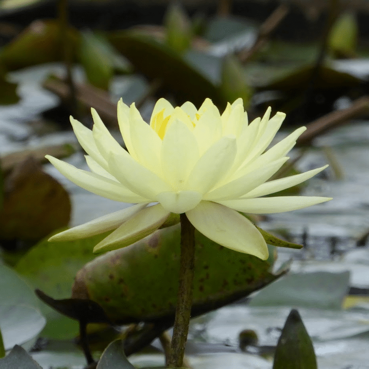 Joey Tomocik Waterlily Nymphaea Joey Tomocik displaying a pale lemon yellow flower raised above the water amongst green lily pads