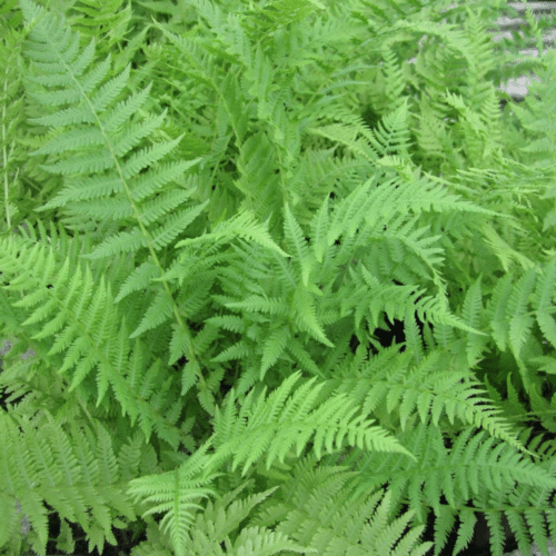 Native UK lady fern Athyrium filix femina forming clumps of arching fronds in shaded garden