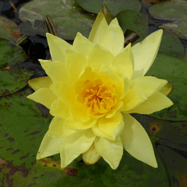Nymphaea Lemon Mist Waterlily with a large pale lemon yellow flower and golden stamens growing above floating pond leaves
