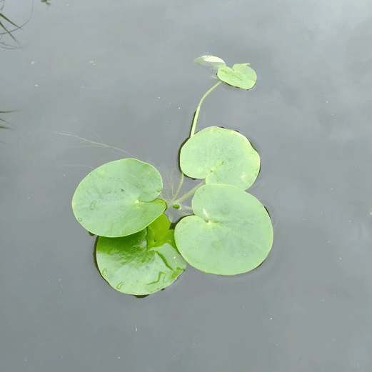 Limnobium laevigatum Smooth Frogbit with clusters of fresh green floating leaves growing on a pond surface