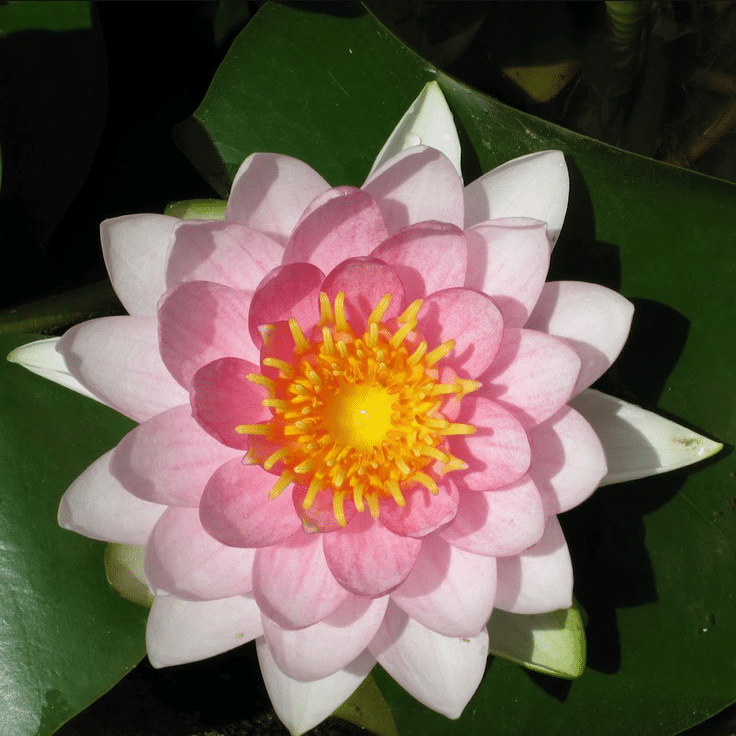 Fully open Madame Wilfron Gonnere Waterlily displaying layered pink petals and a bright golden yellow centre above green lily pads